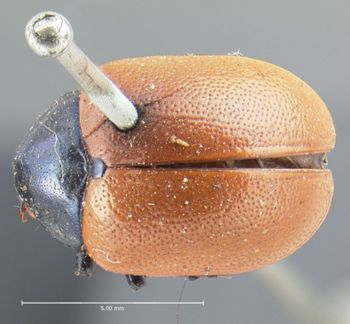 Media type: image; Entomology 17300   Aspect: habitus dorsal view
